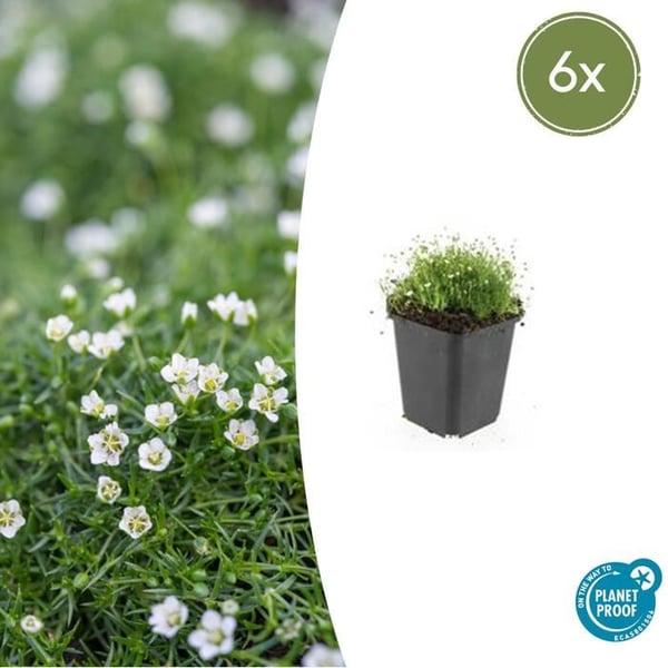Markväxt - Sten - Stjärnmoss - Sagina subulata - 9 cm kruka - Set med 6 växter