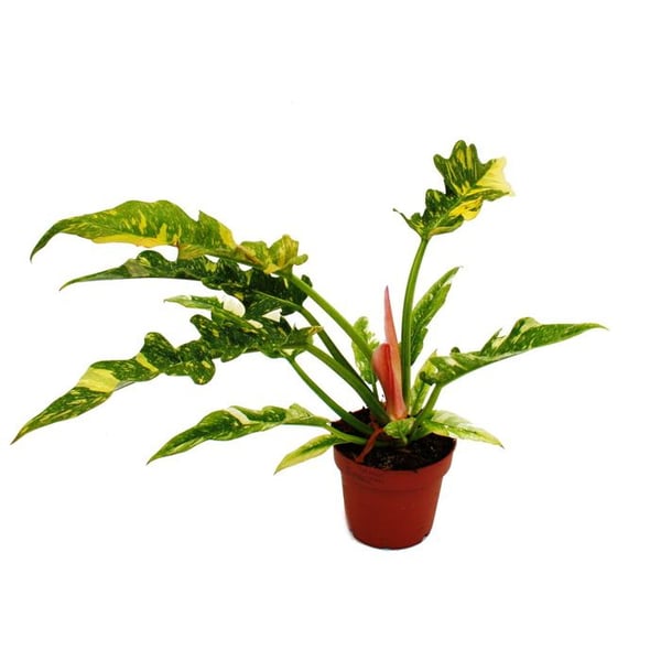 Philodendron "Ring of Fire" - ovanlig trädvän - kruka 12cm