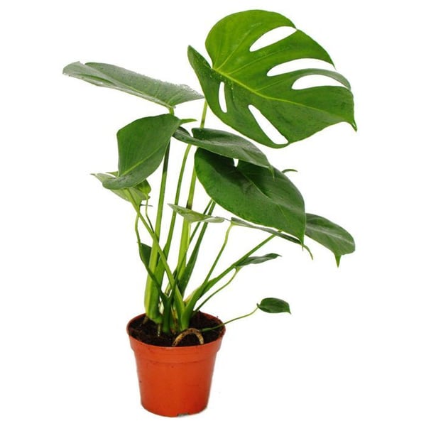 Exotenherz - fönsterblad - Monstera deliciosa - 1 planta - lättskött - luftrenare - 12cm kruka