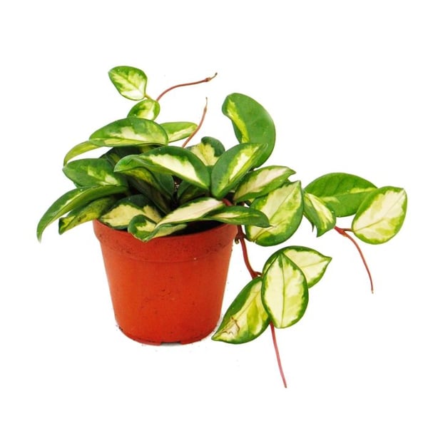 Hängande krukväxt - Hoya carnosa tricolor - Porslinsblomma - Vaxblomma 12cm