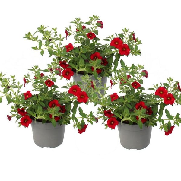 Magiska klockor - mini hängande petunia - Calibrachoa - 12 cm kruka - set med 3 plantor - röd