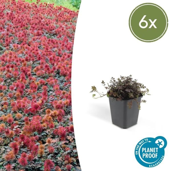 Bodendecker - Brunröd Stachelnüsschen - Acaena microph. 'Kupferteppich' - 9cm kruka - 6 växter