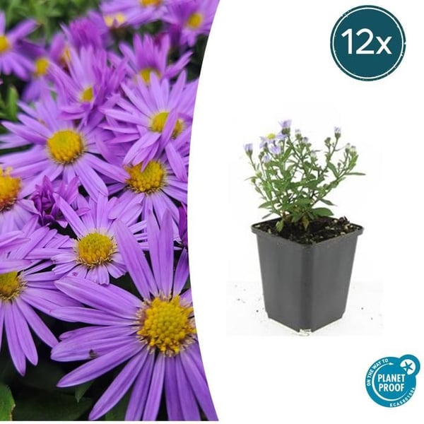 Prydnadsstaude - Kuddaster - Aster dumosum 'Prof. Anton Kippenberg' - 9cm kruka - Set med 12 växter