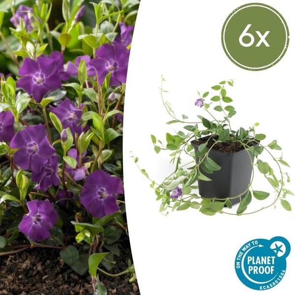 Markväxt - Liten pervenche - Vinca minor 'Atropurpurea' - Kruka 9cm - Set med 6 växter