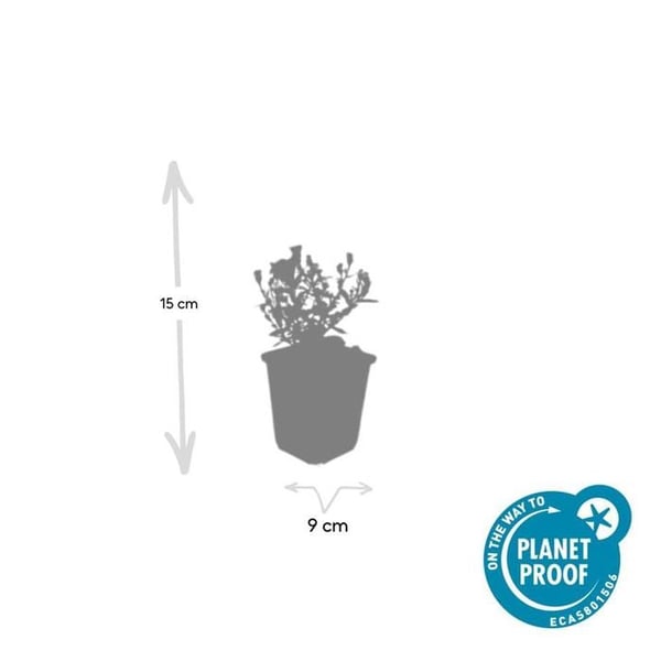 Prydnadsstaude - Kuddaster - Aster dumosum 'Prof. Anton Kippenberg' - 9cm kruka - Set med 12 växter