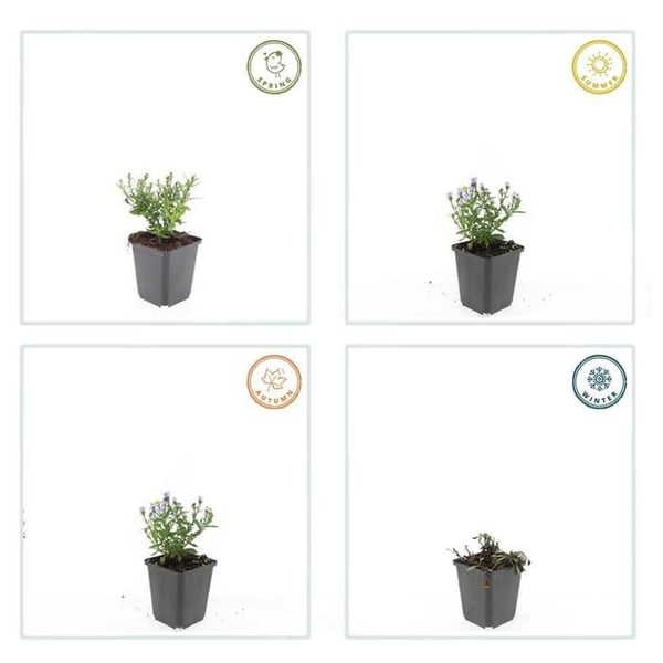 Prydnadsstaude - Kuddaster - Aster dumosum 'Prof. Anton Kippenberg' - 9cm kruka - Set med 12 växter
