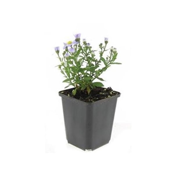 Prydnadsstaude - Kuddaster - Aster dumosum 'Prof. Anton Kippenberg' - 9cm kruka - Set med 12 växter