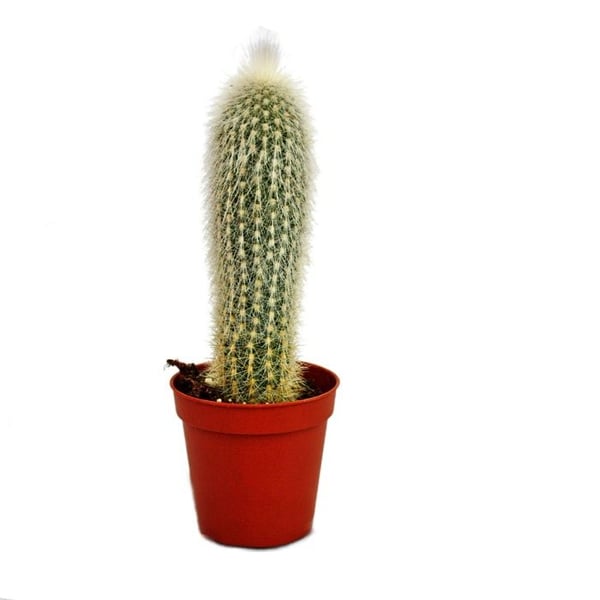 Cleistocactus strausii - Silver Candle - i 5,5 cm kruka