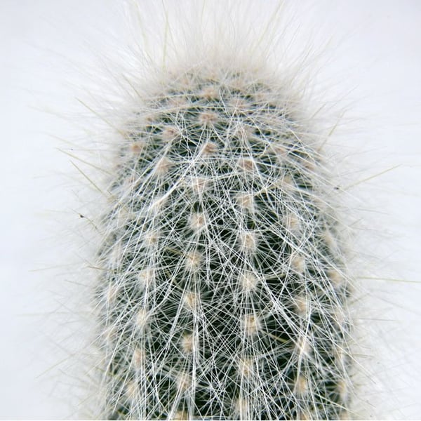 Cleistocactus strausii - Silver Candle - i 5,5 cm kruka