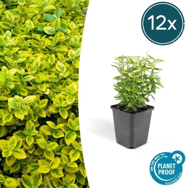Marktäckande - Krypande daverbär - Euonymus fortunei 'Emerald Gold' - Kruka 9cm - Set med 12 växter