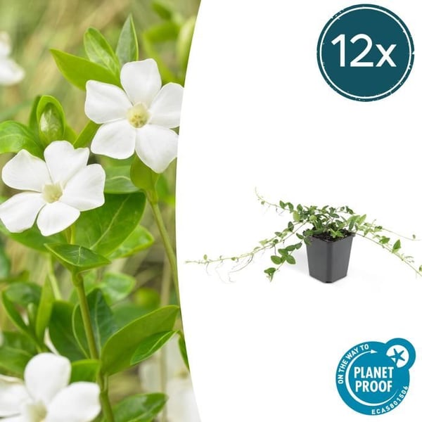 Bodendecker - Liten Immergrön - Vinca minor 'Alba' - vitblommande - 9cm kruka - Set med 12 växter