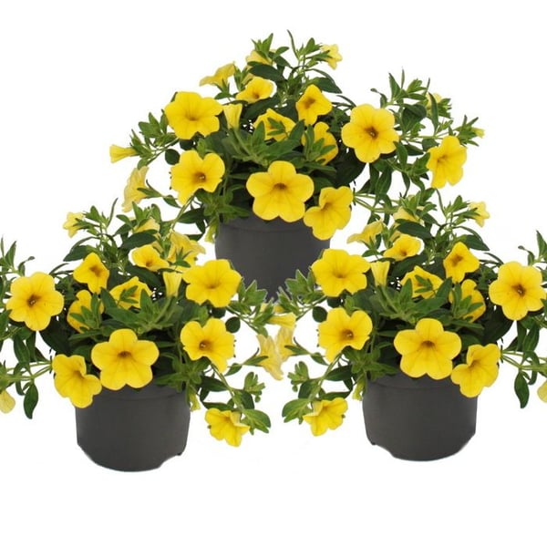 Magiska klockor - mini hängande petunia - Calibrachoa - 12 cm kruka - set med 3 plantor - gul