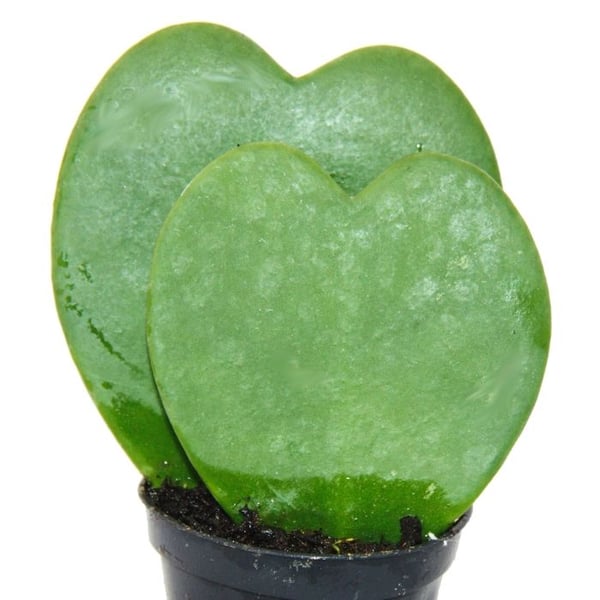 Hoya kerii - hjärtbladsväxt, hjärtväxt eller lilla älskling - dubbelt hjärta i 6cm kruka