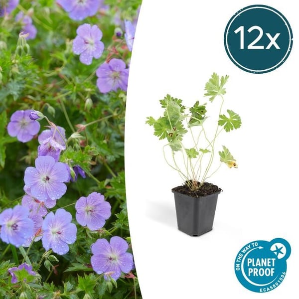 Marktäckare - Storknäbb - Geranium 'Rozanne' - kruka 9cm - Set med 12 växter