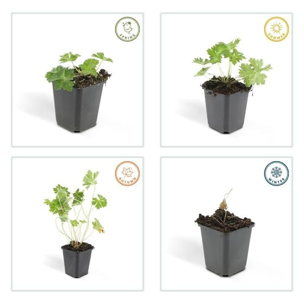 Marktäckare - Storknäbb - Geranium 'Rozanne' - kruka 9cm - Set med 12 växter