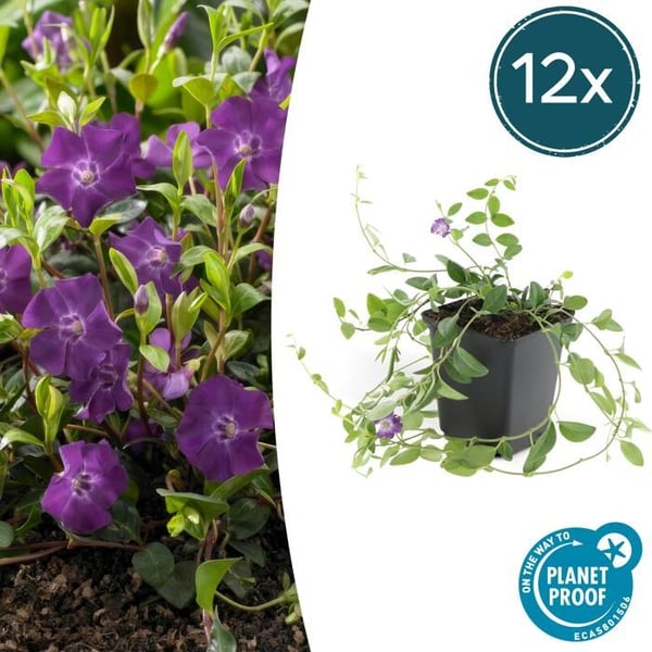 Bodenväxt - Litet Immergrön - Vinca minor 'Atropurpurea' - 9cm kruka - Set med 12 växter