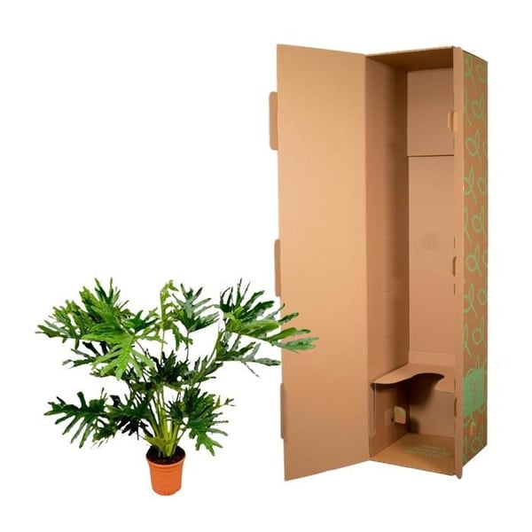 Philodendron Selloum - Trädvän - luftrenare & lättskött - kruka på 24 cm - höjd ungefär 100 cm