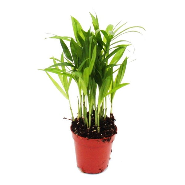 Miniväxt - Chamaedorea elegans - Bergspalm - Idealisk för små skålar och glas - Liten växt i 5,5 cm kruka