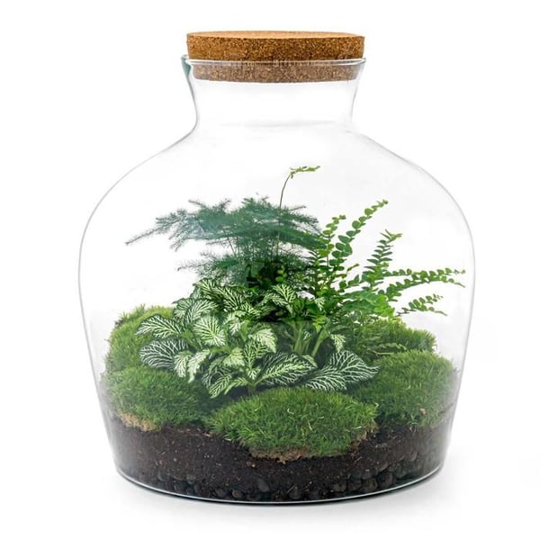 Flaskträdgård "Fat Joe" - grön - Gör-det-själv - Terrarium för växter - höjd 30cm