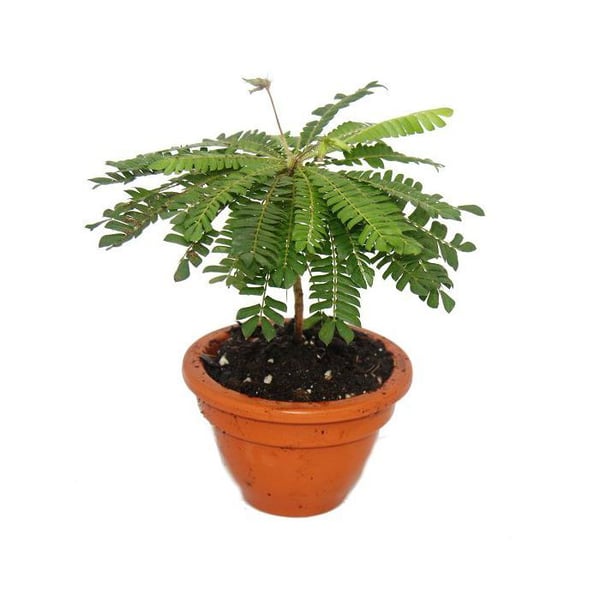 Set med 2 st Biophytum sensitivum - South Sea Palm - 9cm lerkruka