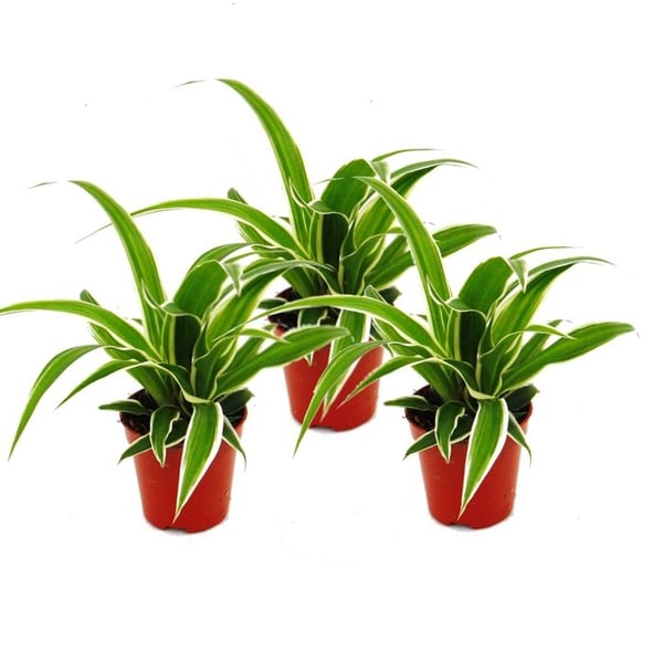 Chlorophytum Mini, set om 3, grönt lilja