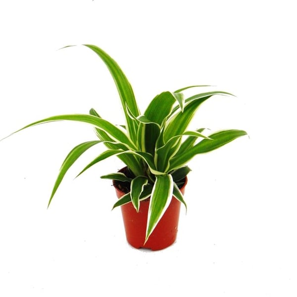 Chlorophytum Mini, set om 3, grönt lilja