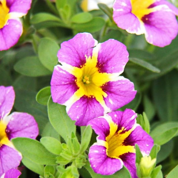 Magiska klockor - mini hängande petunia - Calibrachoa - 12 cm kruka - set med 3 plantor - tvåfärgad lila-gul