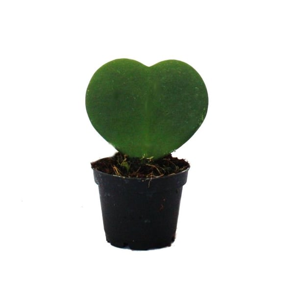 Hoya kerii - hjärtväxt, hjärtväxt eller lilla älskling - i 6 cm kruka