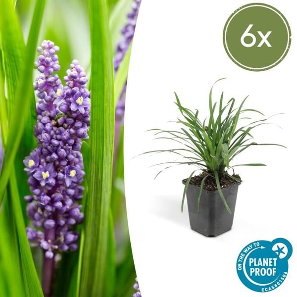 Marktäckare - Lili-vin - Liriope muscari 'Big Blue' - kruka 9 cm - Set med 6 växter
