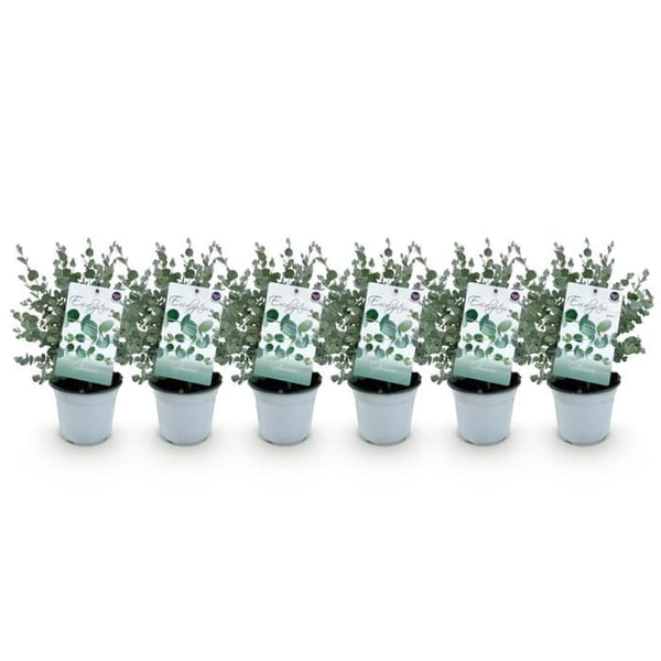 Exotisk hjärta - Eucalyptus Eucalyptus gunni Set om 6 - rustik 14cm kruka höjd 30cm