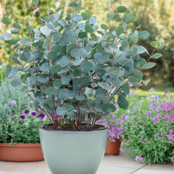Exotisk hjärta - Eucalyptus Eucalyptus gunni Set om 6 - rustik 14cm kruka höjd 30cm