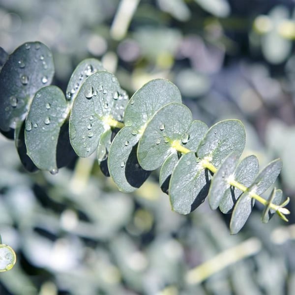 Exotisk hjärta - Eucalyptus Eucalyptus gunni Set om 6 - rustik 14cm kruka höjd 30cm