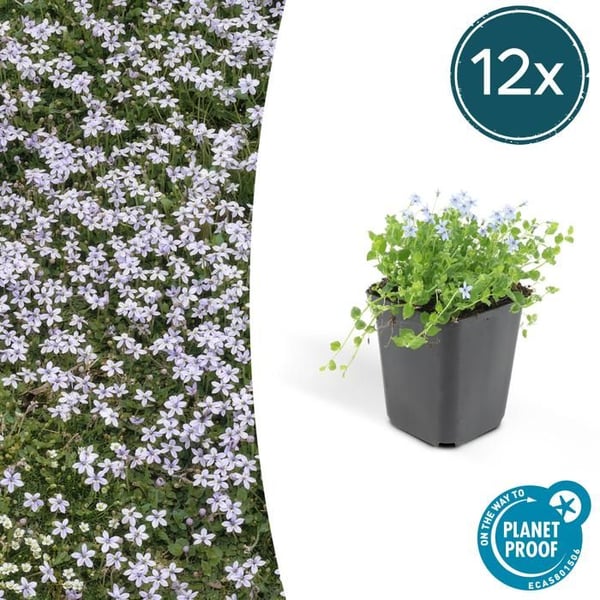 Bakkant - Isotoma fluviatilis - Kruka 9cm - Set med 12 växter