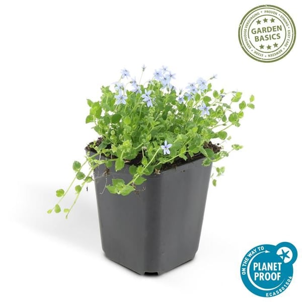 Bakkant - Isotoma fluviatilis - Kruka 9cm - Set med 12 växter