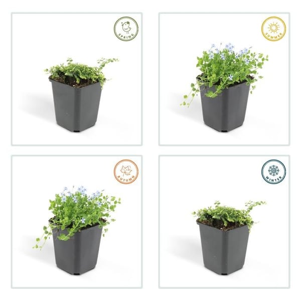 Bakkant - Isotoma fluviatilis - Kruka 9cm - Set med 12 växter