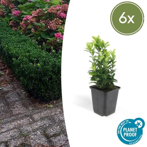 Marktäcke - Krypfuskar - Euonymus japonicus 'Green Spire' - 9cm kruka - Set med 6 växter