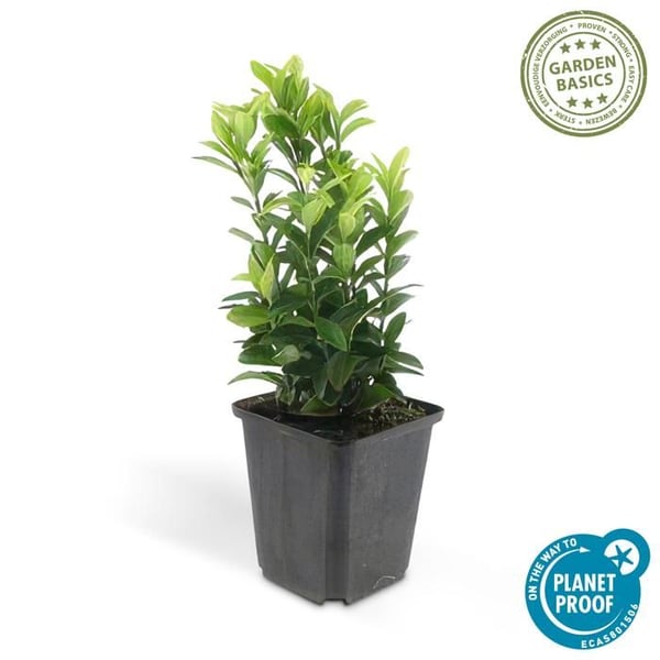 Marktäcke - Krypfuskar - Euonymus japonicus 'Green Spire' - 9cm kruka - Set med 6 växter