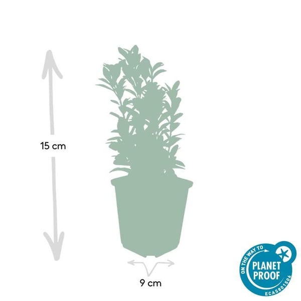 Marktäcke - Krypfuskar - Euonymus japonicus 'Green Spire' - 9cm kruka - Set med 6 växter