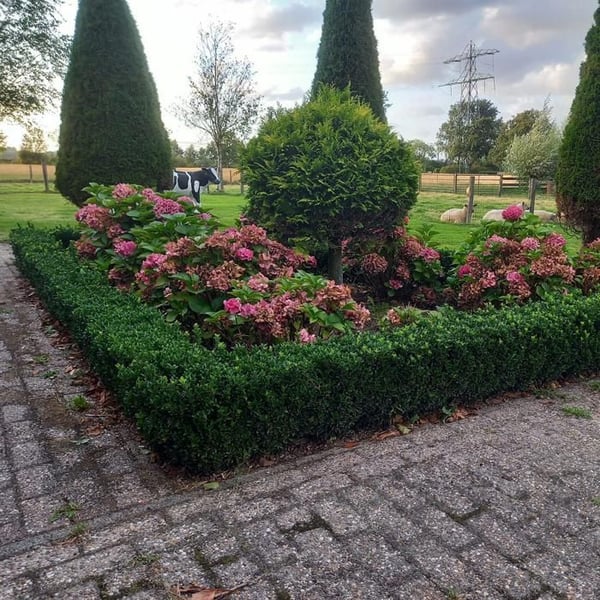 Marktäcke - Krypfuskar - Euonymus japonicus 'Green Spire' - 9cm kruka - Set med 6 växter