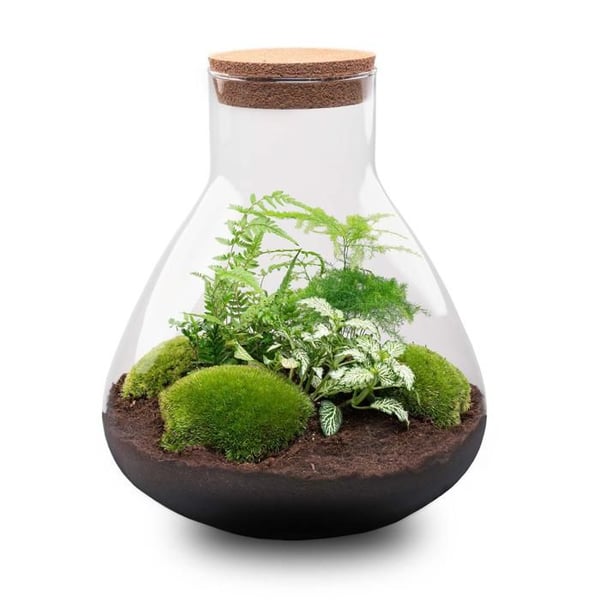 Flashterrarium "Sam xl" - DIY växtterrarium - höjd 35cm