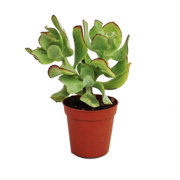 Exotenherz Crassula arborescens - liten växt i kruka 5,5 cm