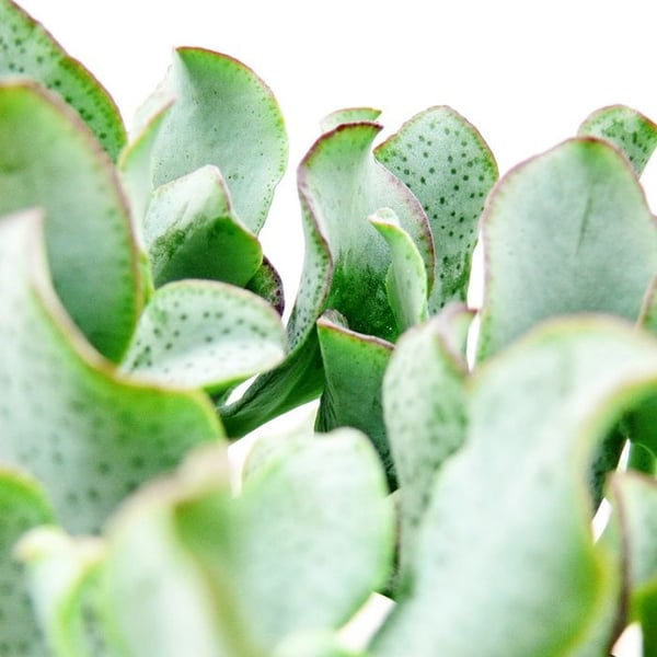 Exotenherz Crassula arborescens - liten växt i kruka 5,5 cm