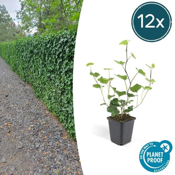Bodenväxter - Irlandsedera - Hedera hibernica - 9cm kruka - Set med 12 växter