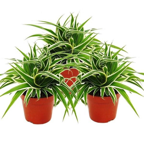 Chlorophytum 12cm, set om 3, grön lilja