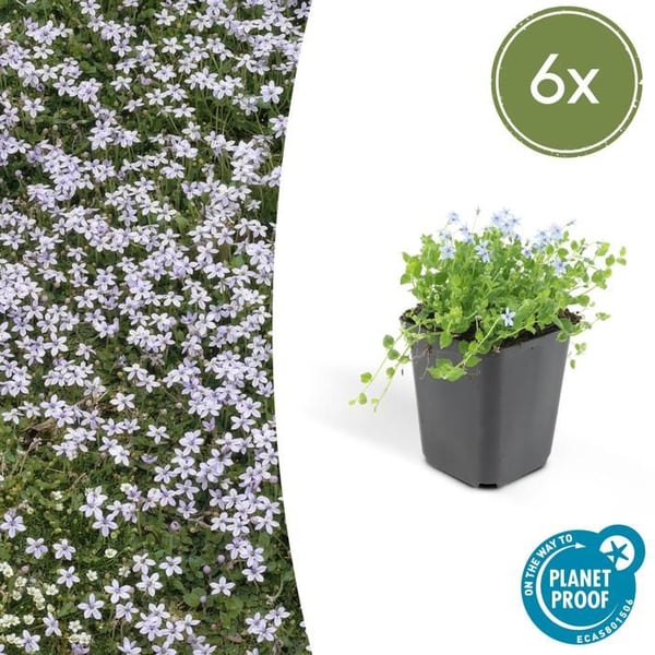Bodendecker - Blå Bubikopf - Isotoma fluviatilis - 9cm kruka - Set med 6 växter