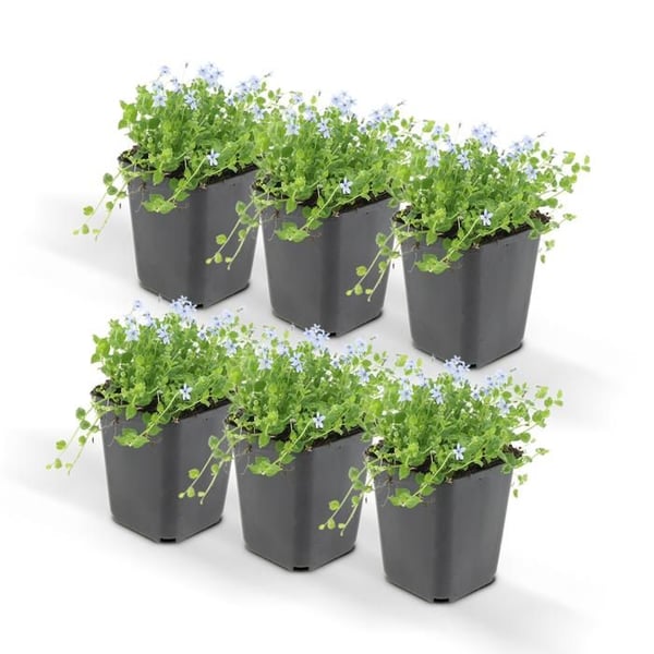 Bodendecker - Blå Bubikopf - Isotoma fluviatilis - 9cm kruka - Set med 6 växter