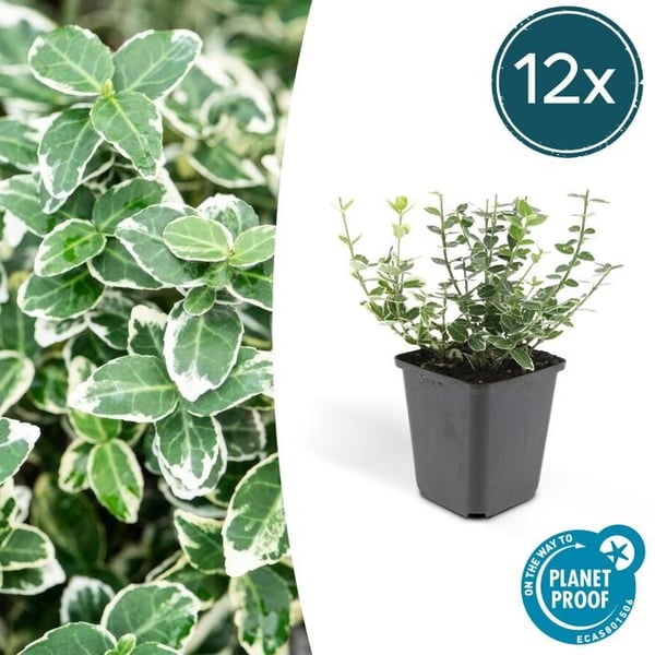 Marktäcker - Krikon - Euonymus fortunei 'Emerald Gaiety' - 9 cm kruka - Set med 12 växter