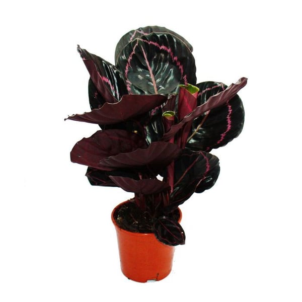 Skuggväxt med ovanligt bladverk - Calathea Dottie - kruka med 12 cm - höjd ca 25-30 cm