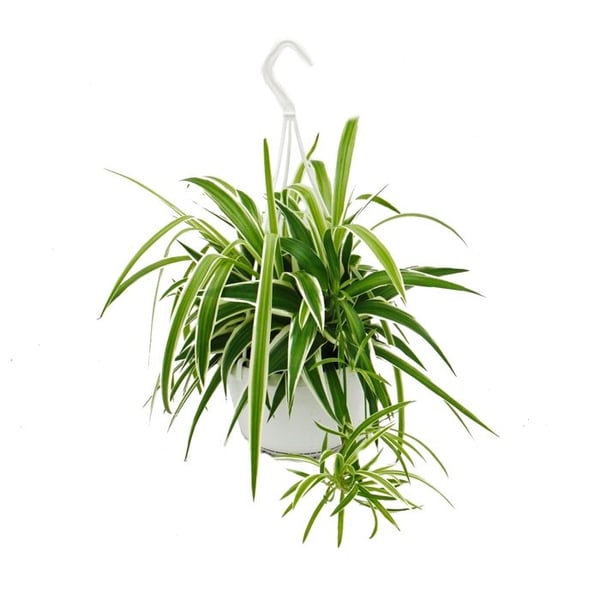 chlorophytum, grön lilja, trafikljusväxt