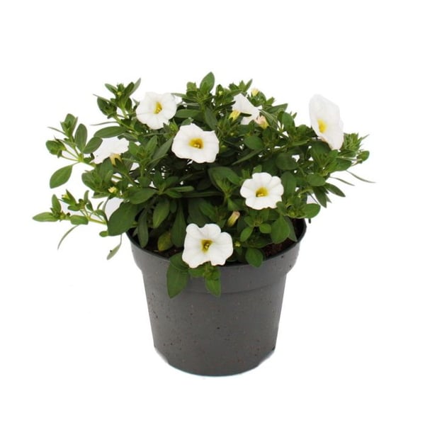 Magiska klockor - mini hängande petunia - Calibrachoa - 12 cm kruka - set med 3 plantor - vit